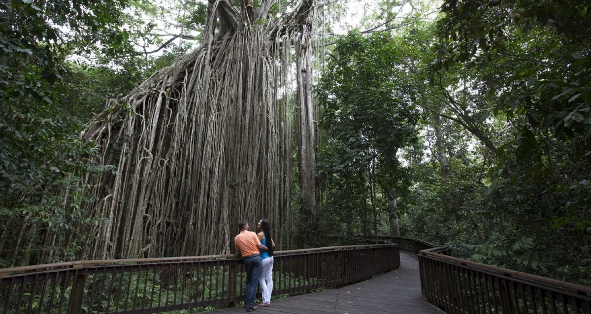 Curtain Fig Tree