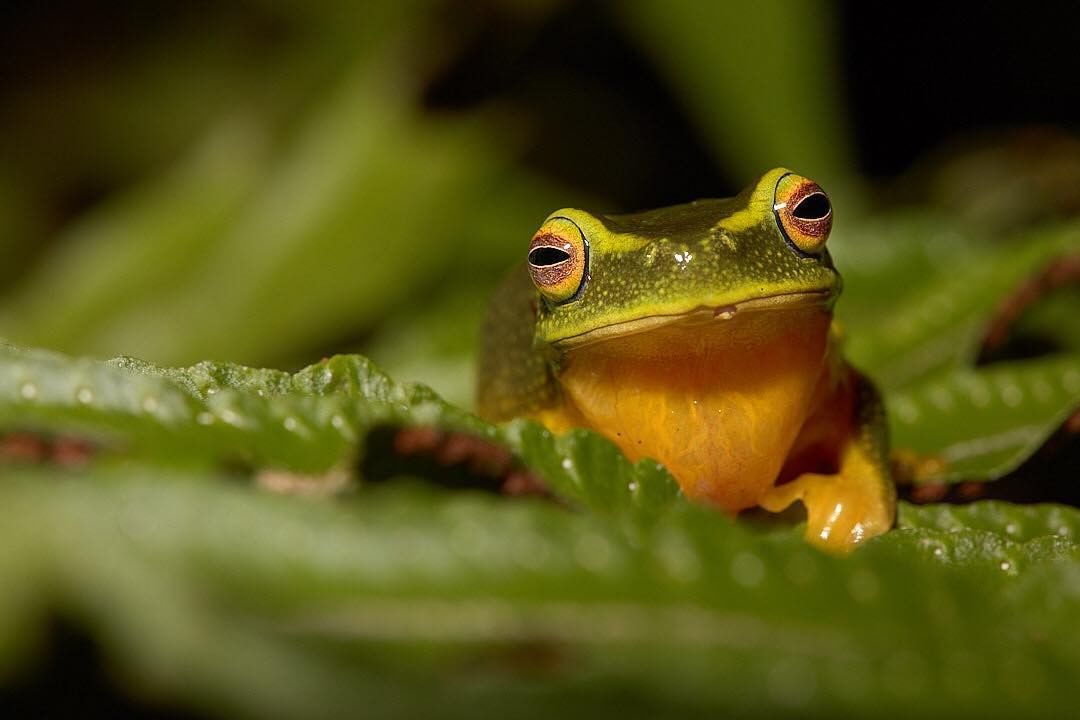 July Impressions of the Atherton Tablelands Atherton Tablelands