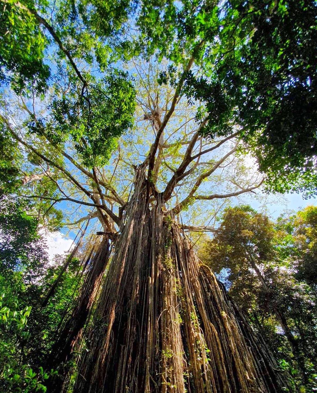 October Impressions of the Atherton Tablelands Atherton Tablelands